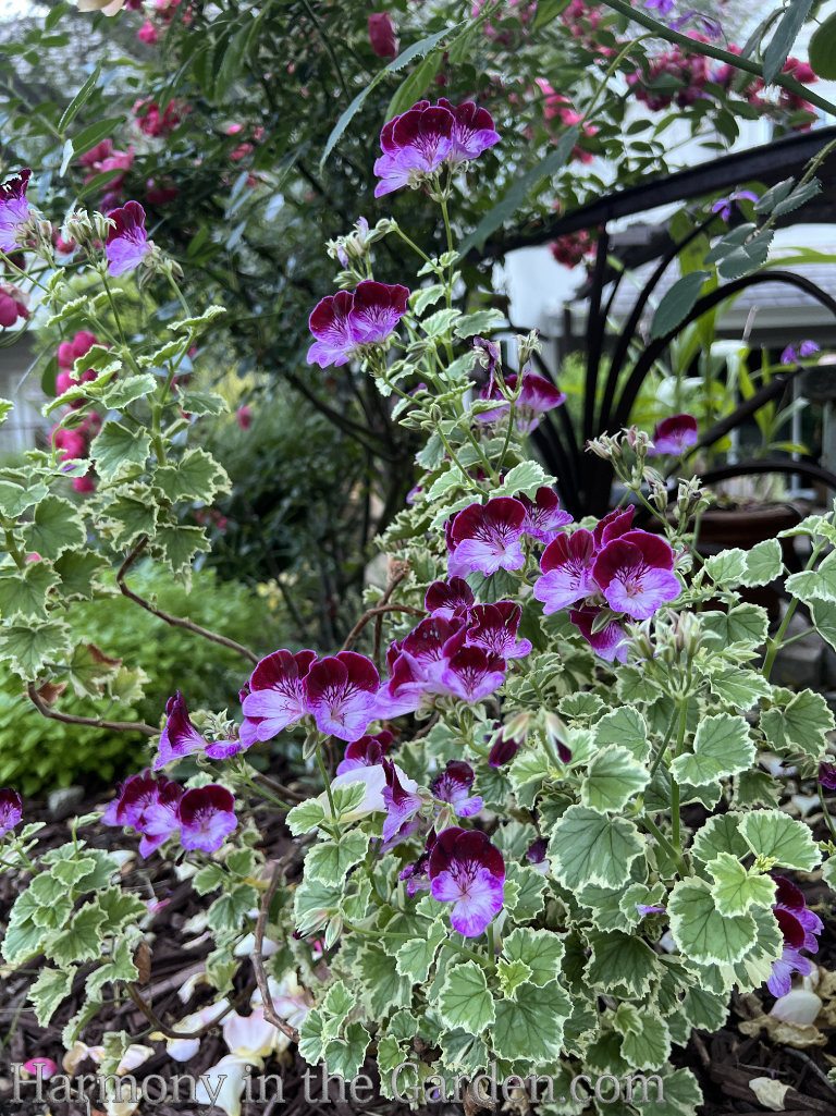 hardy resilient plants pelargoniums