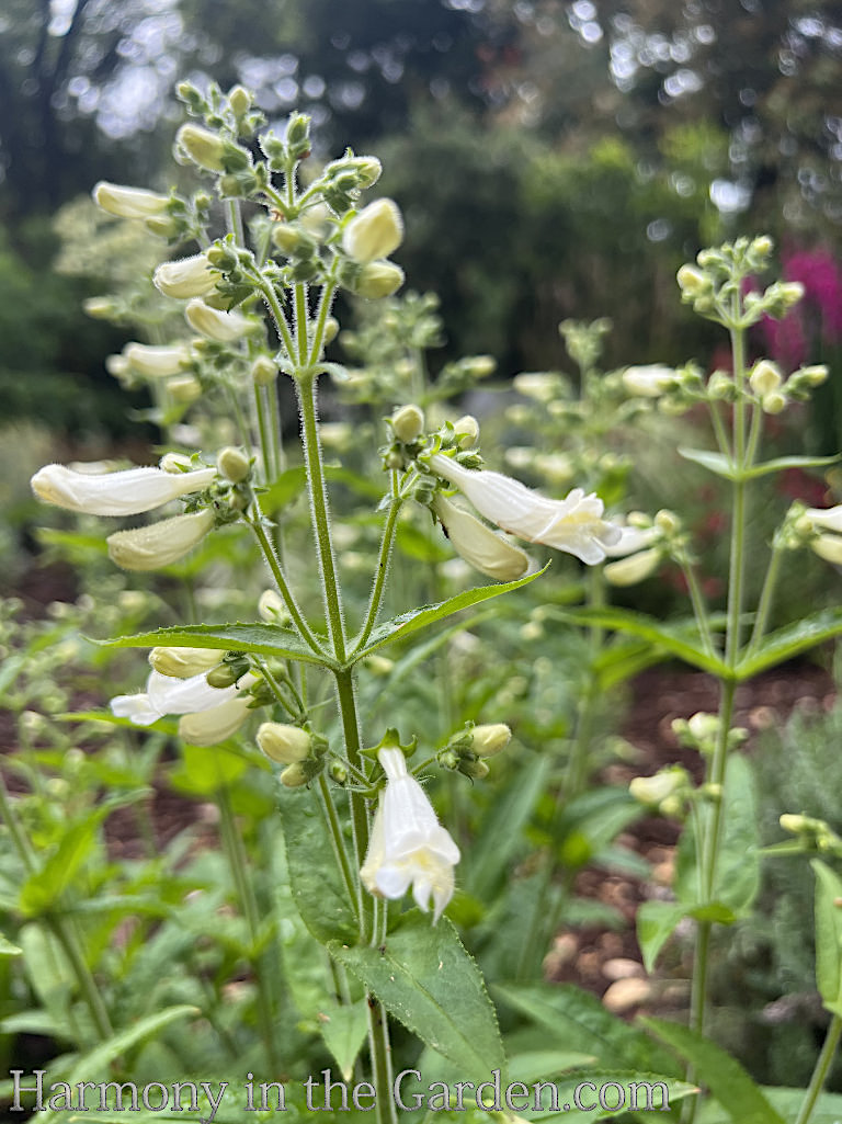hardy resilient white flowers