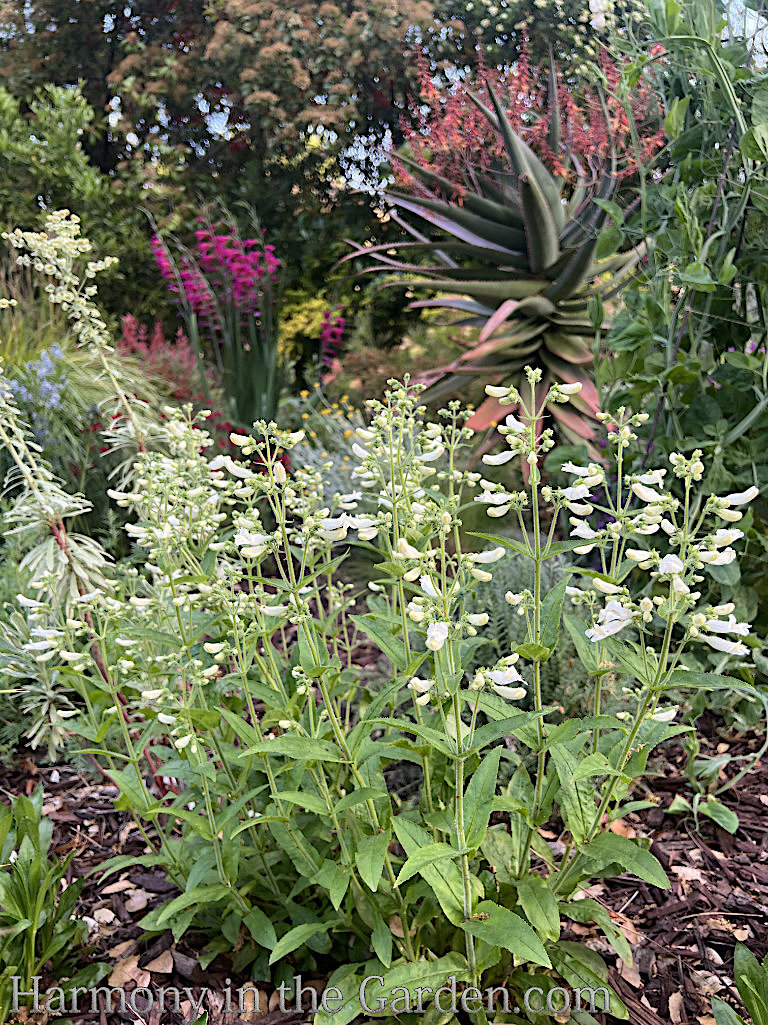 hardy resilient perennials