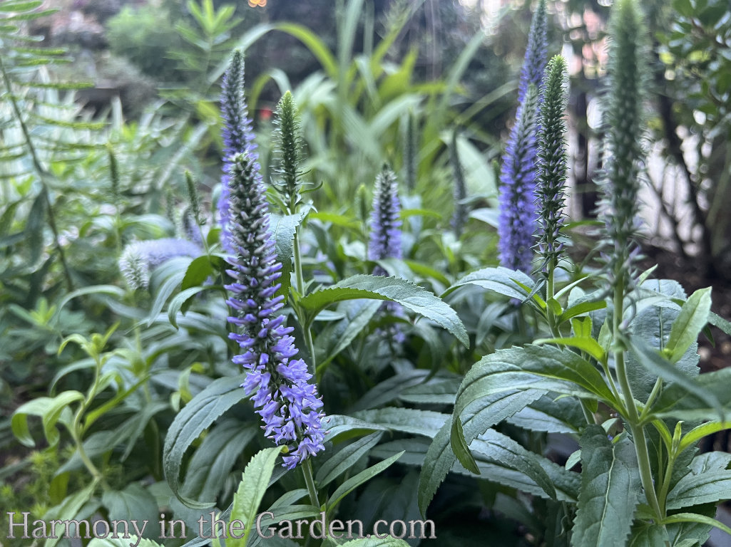 hardy resilient plants