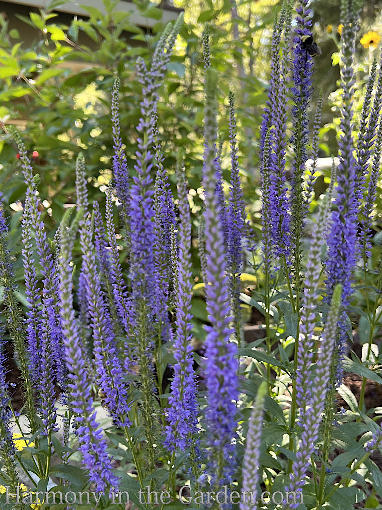 hardy resilient perennials