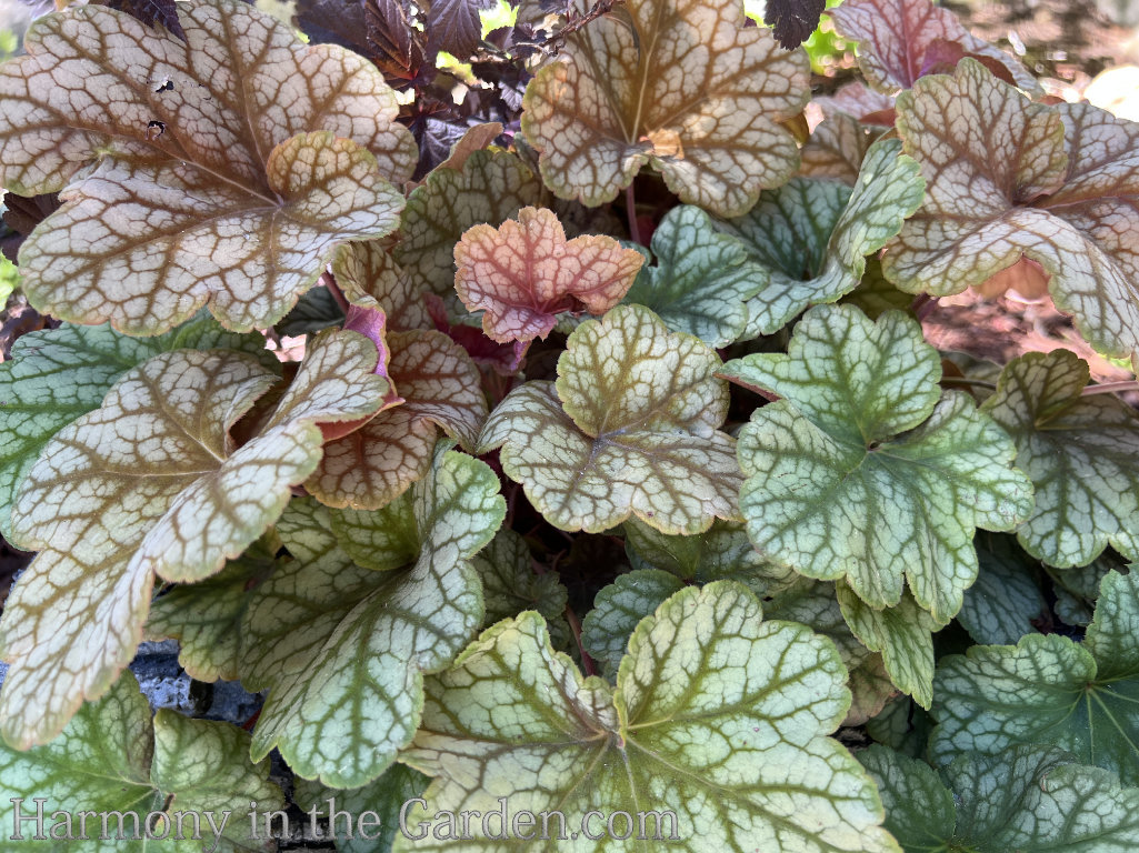 hardy resilient heucheras