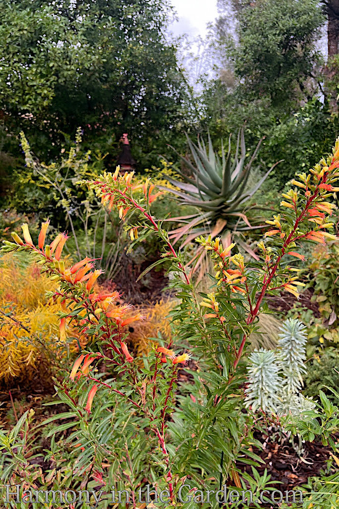 fall perennials deer resistant
