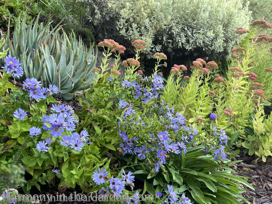 late summer asters
