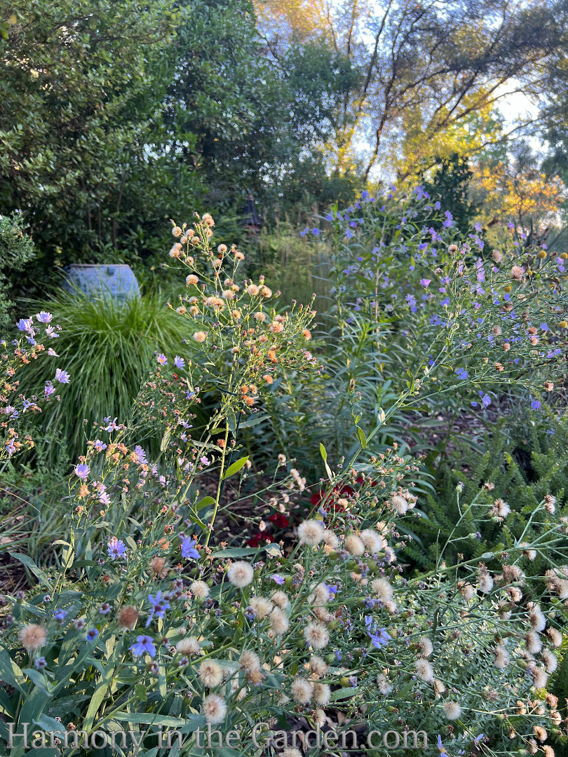 seedheads