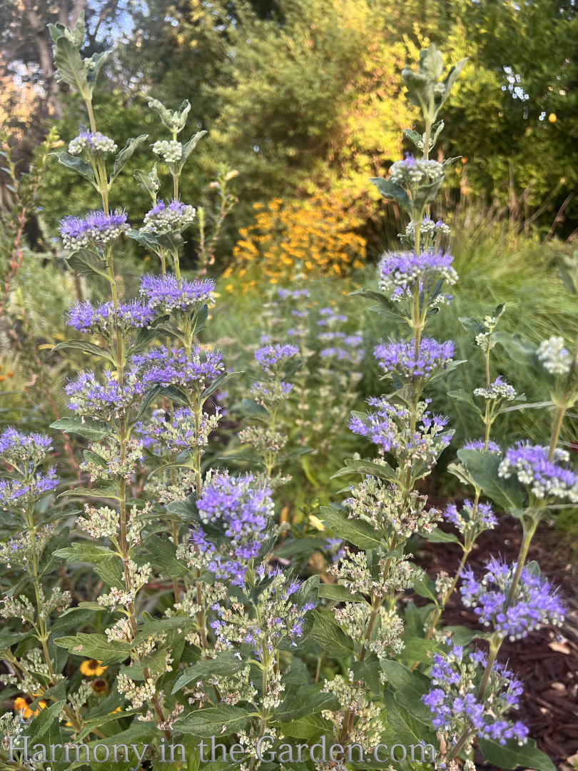late summer garden