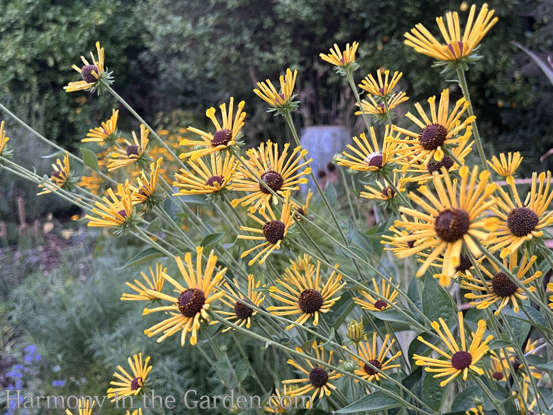 summer garden