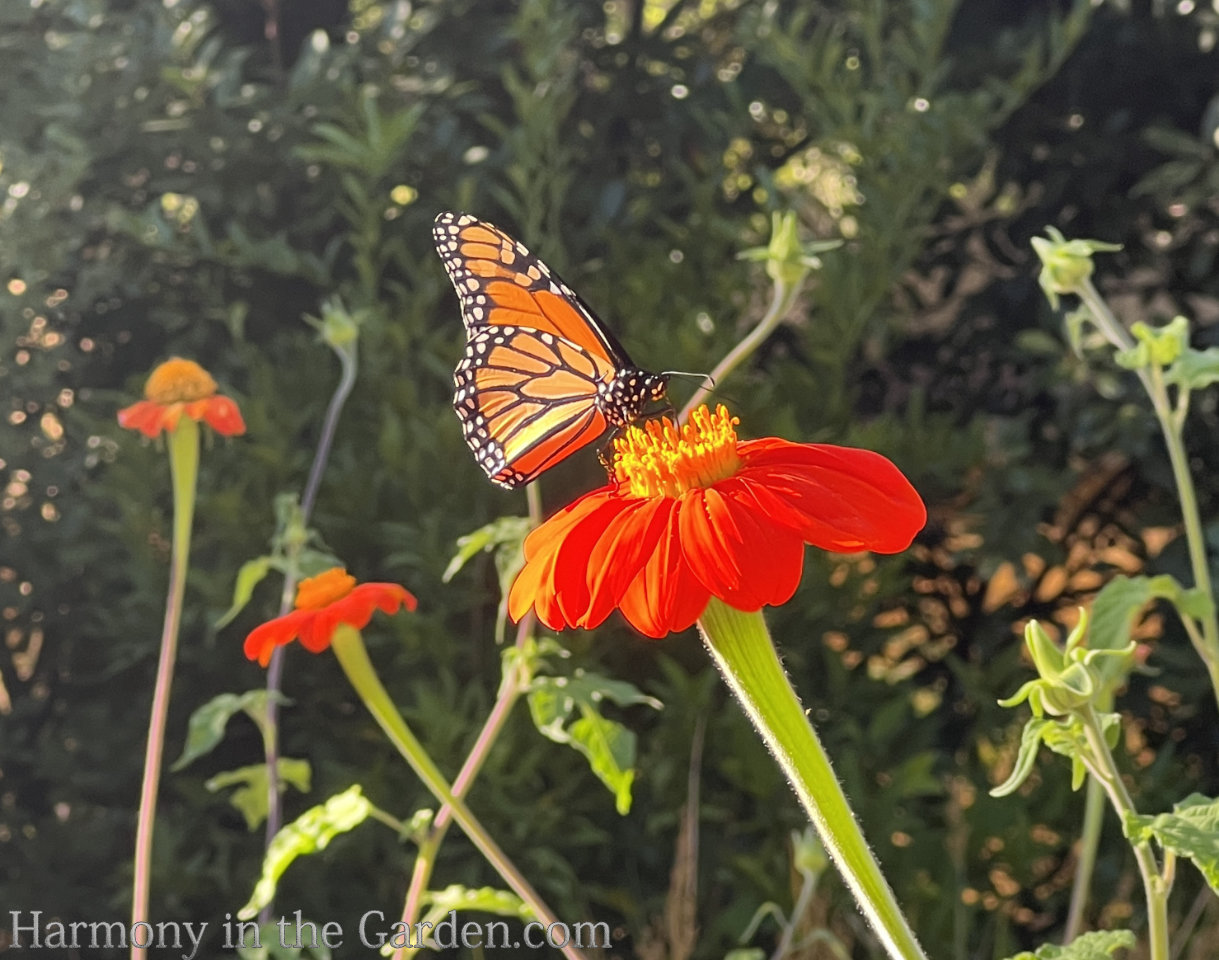 tithonia and monarch