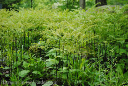 Adiantum pedatum (northern maidenhair fern) copy