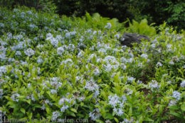 Amsonia tabernaemontana 'Short Stack' (dwarf blue star) copy