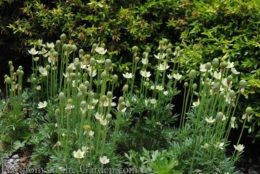 Anemone multifida (Pacific Anemone) copy