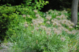 Anemone multifida (Pacific Anemone) seedheads