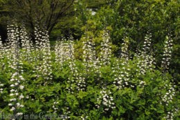 Baptisia alba (white wild indigo) copy