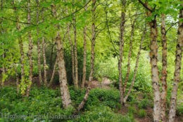 Betula nigra 'Heritage' (River Birch) copy