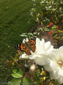 Butterfly - Painted Lady copy