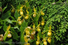 Cypripedium parviflorun var. pubescens (Large yellow lady's slipper) copy