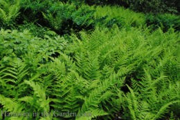 Dryopteris marginalis (marginal wood fern) copy