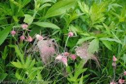 Geum triflorum (Prairie Smoke) copy