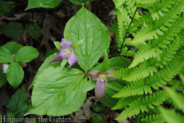 Trillium grandiflorum (large-flowered trillium) copy