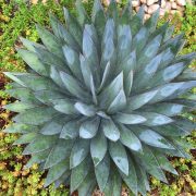 GoodbyeLawnHelloSucculents_11 GoodbyeLawnHelloSucculents_11