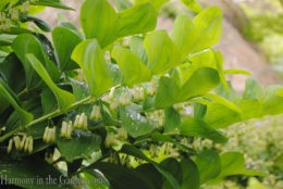 polygonatum multiflorum (solomons seal) copy